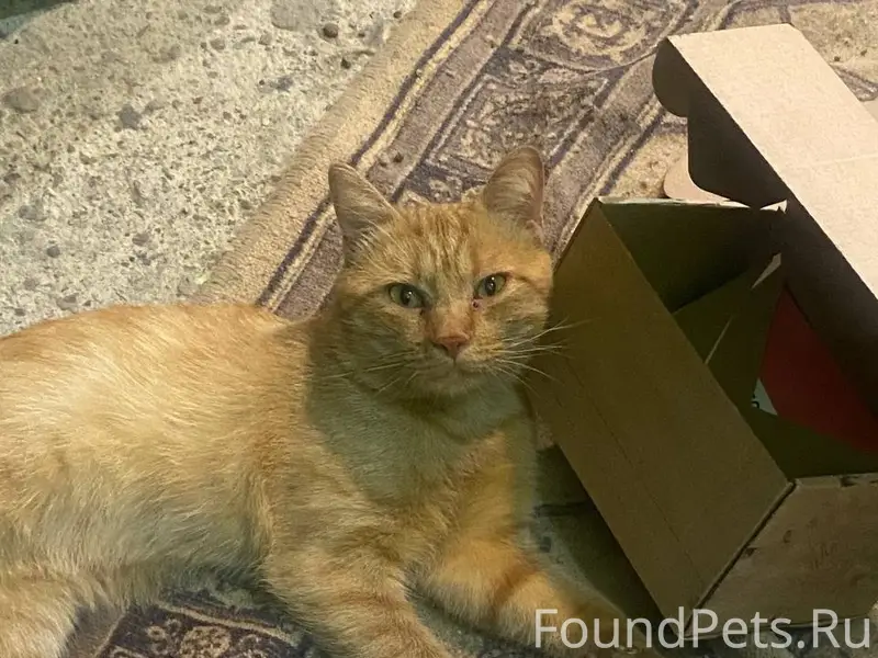 Пропал рыжий кот, без породы