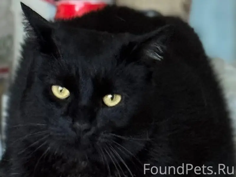 Пропал кот Чин, Минск, Заводской район