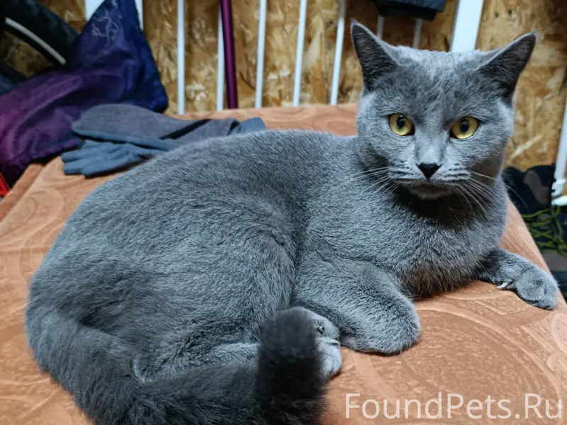 Найдена кошка, деревня Ивачево