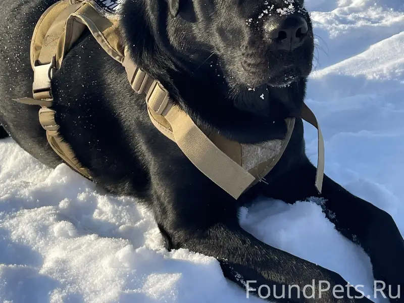 Пропал лабрадор Тор