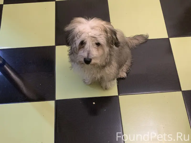 Найдена собака