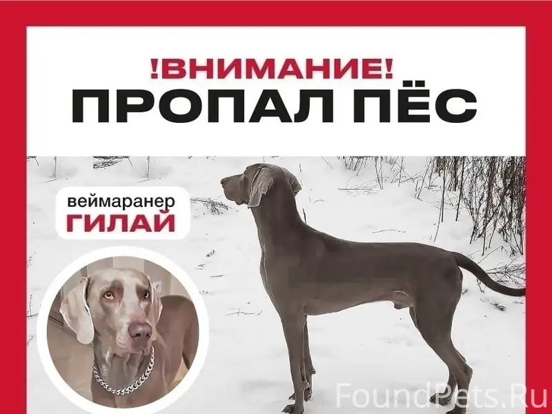 Пропал веймаранер Гилай, Новосибирск/Томск
