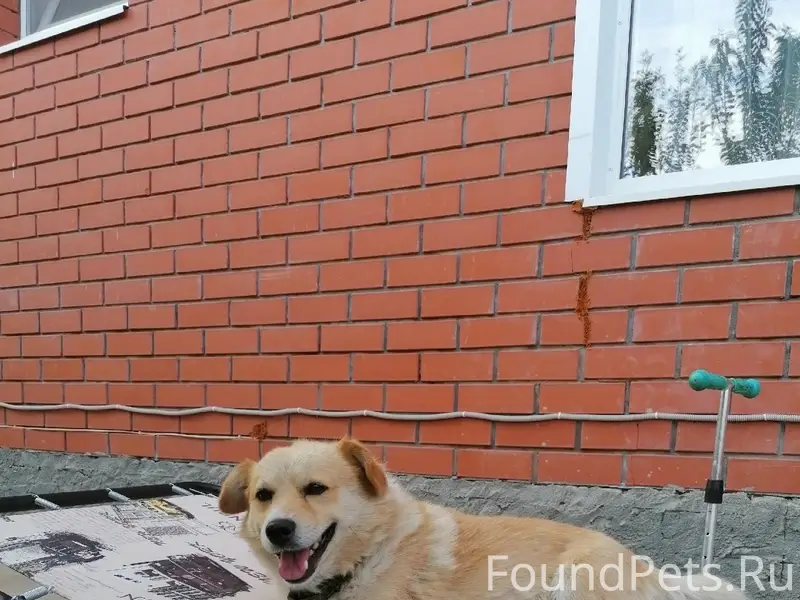 Пропал пес Цезарь, Оренбург, поселок Весенний