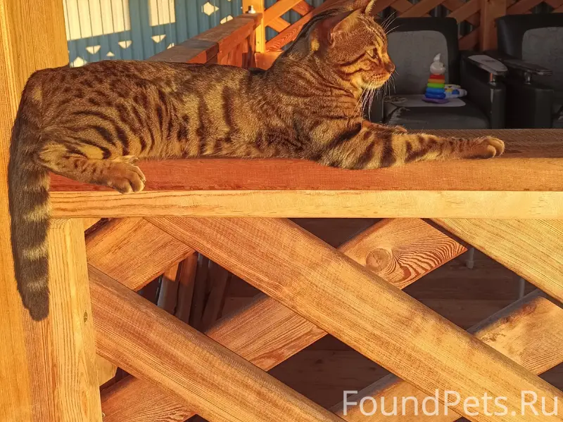 Пропала кошка, 4-й Коммунальный, 1 и 2 Черемховский