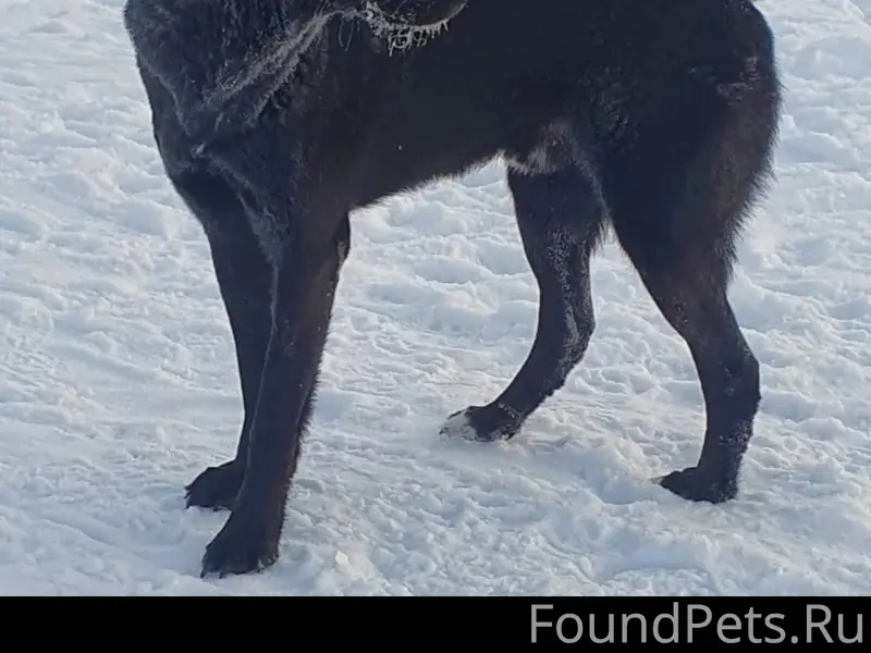 Пропал черный Пушок, район ул. К. Либкнехта