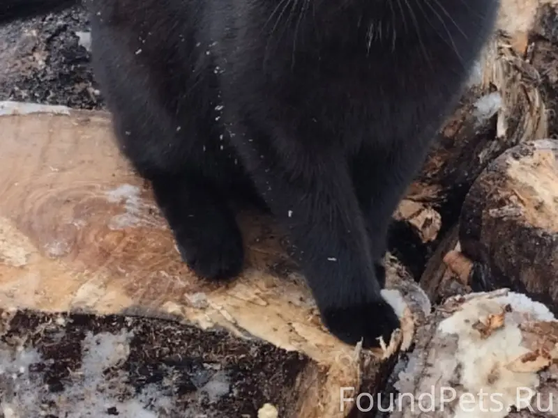 Пропал кот, ст. Войбокало, п. Концы