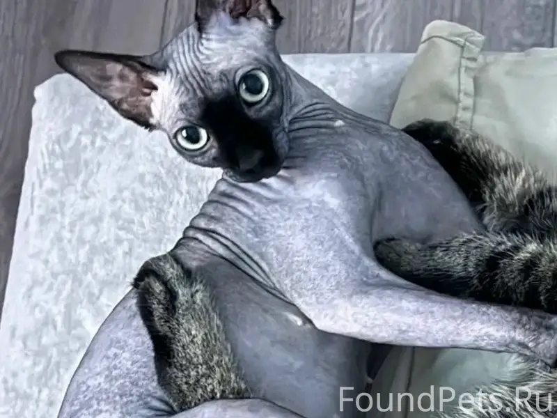 Пропала кошка Лилу, Серёnevый бульвар