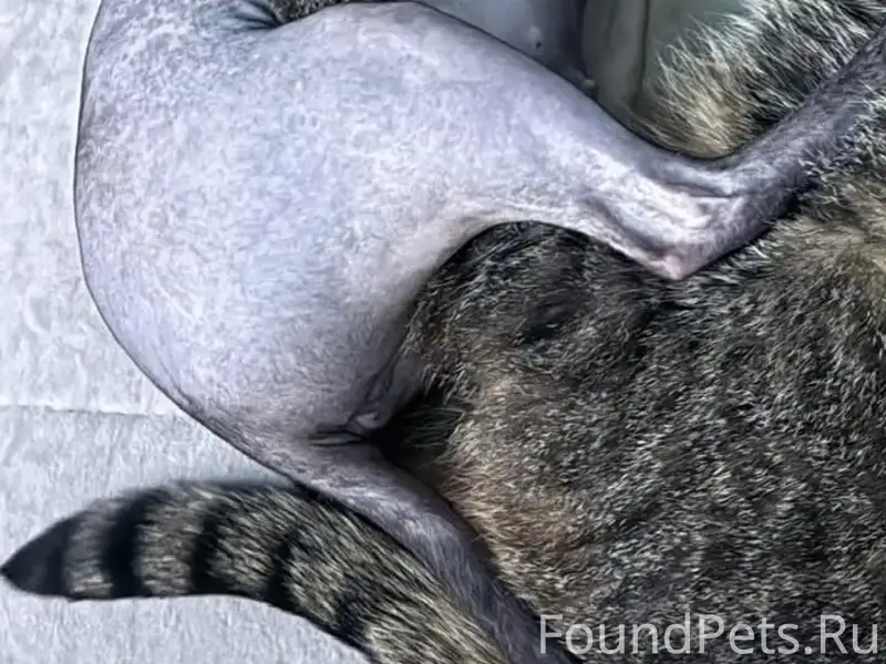 Пропала кошка Лилу, порода сфинкс