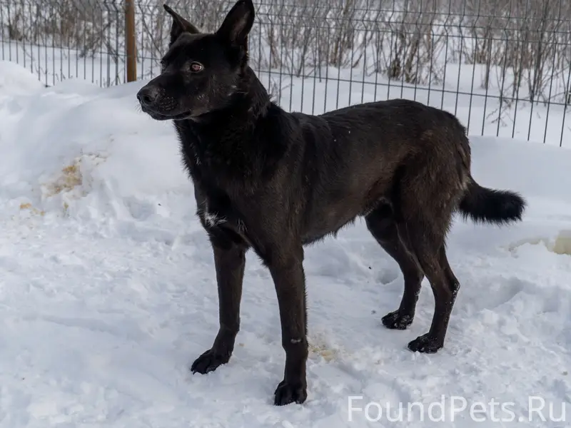 Пропал черный пес Бэтмен, Ярославль, ул. Тургенева