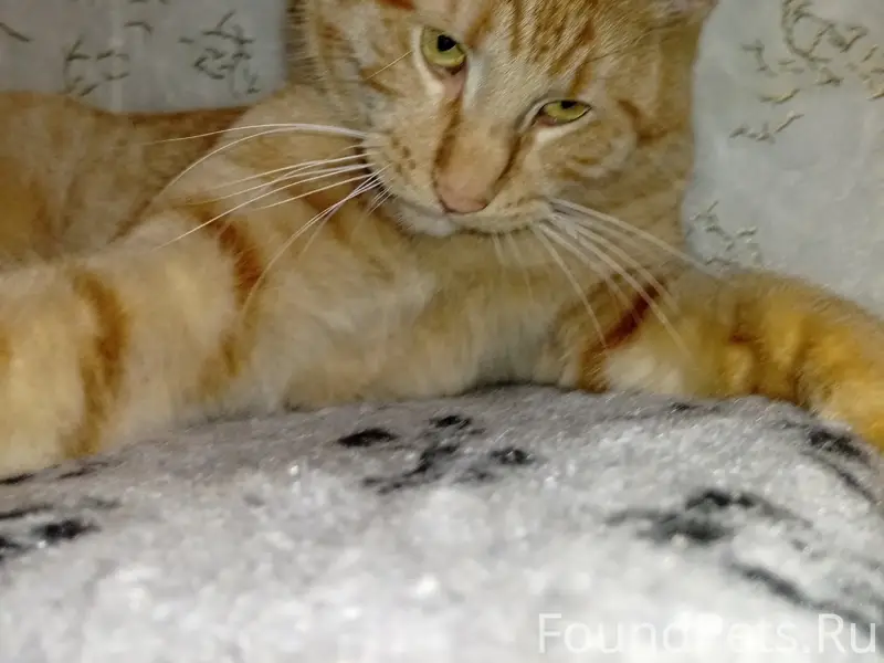 Пропал кот, Вонжинская