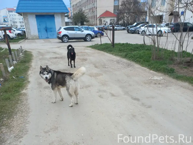 Пропала Хаски, район ул. Чапаева
