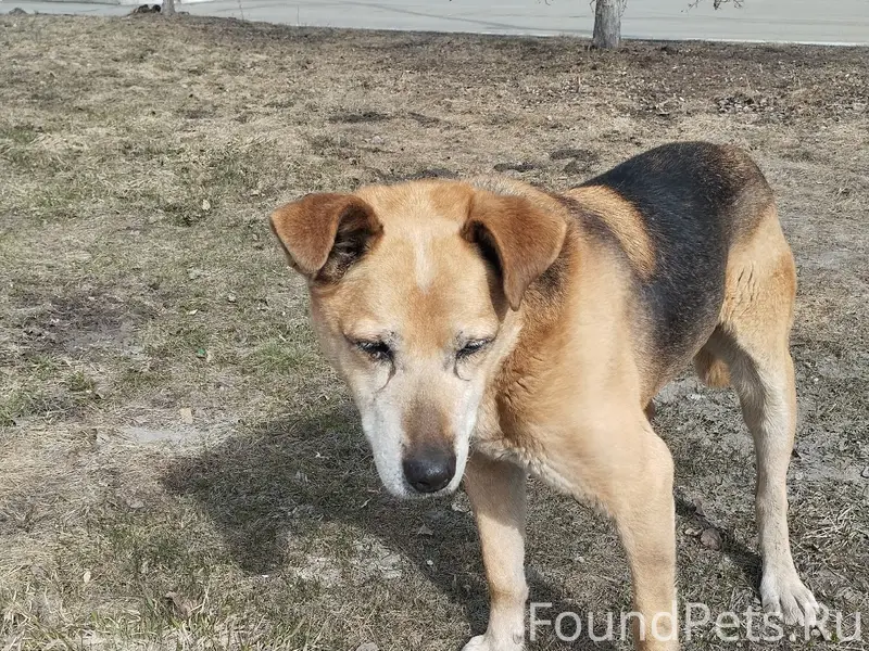 Найден пёс, Воробьёвы горы