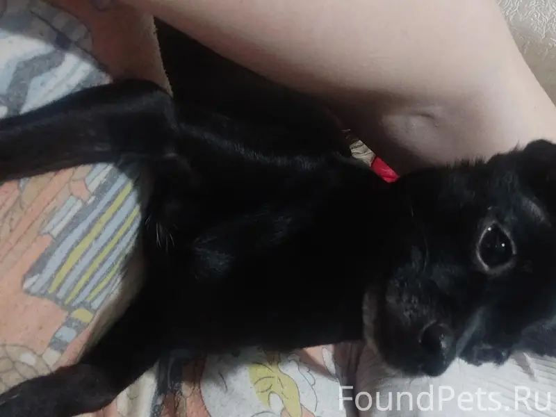 Пропала той терьер, Ангарск