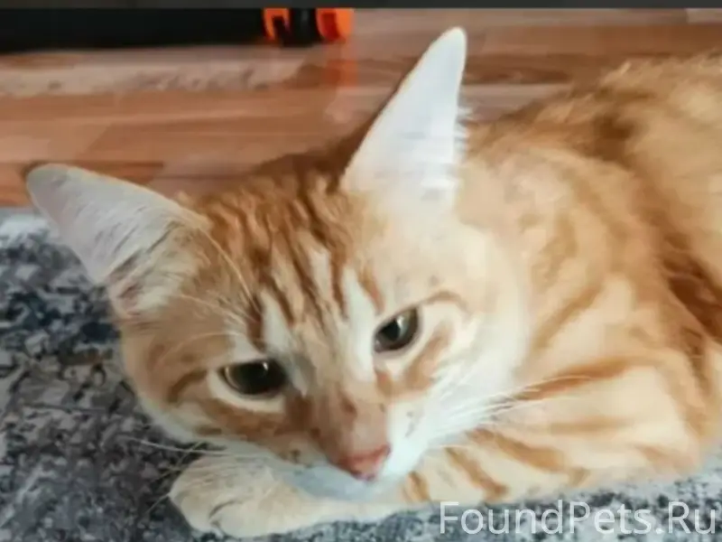 Пропал кот, ул. Фатьянова