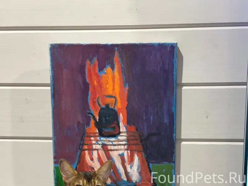 Пропала кошка Симба, мкрн Заря, Малоярославец