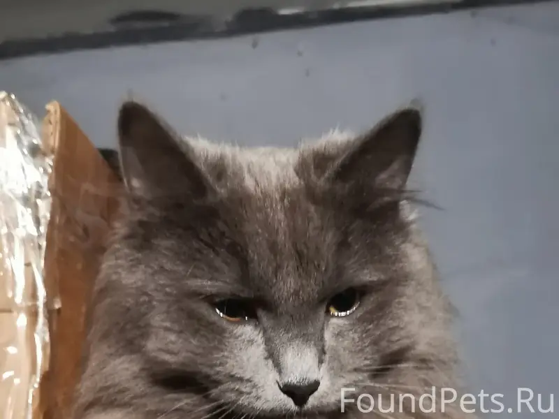 Пропал кот Плюш, район женского монастыря