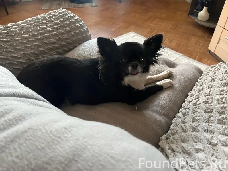 Найден длинношёрстный чихуахуа, Химки