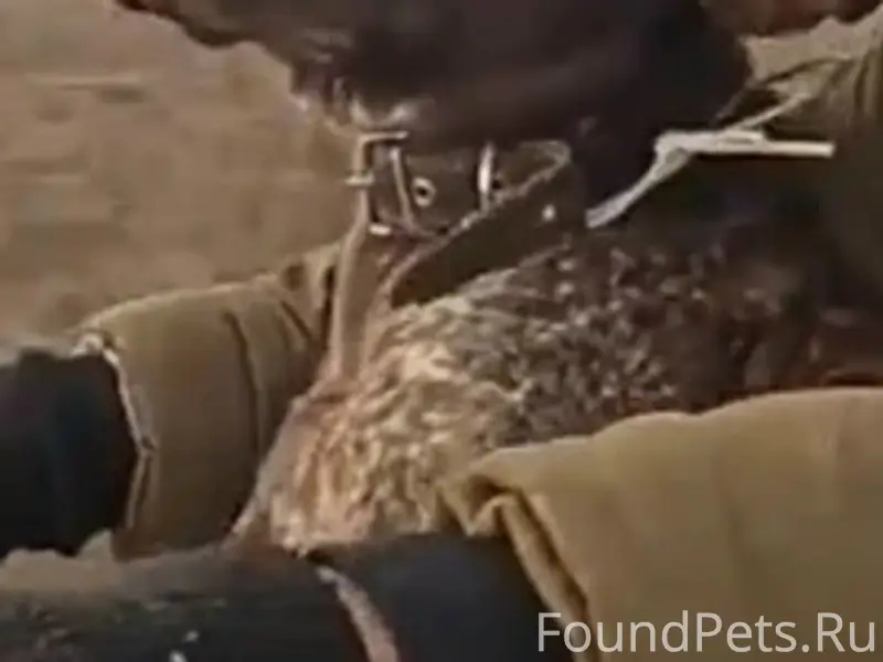 Пропала собака