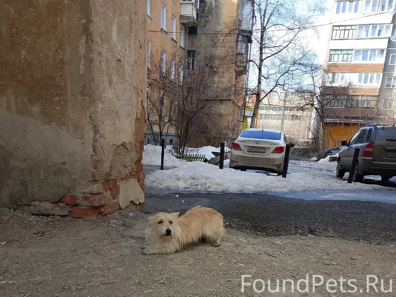 Пропала маленькая собака, Златоуст