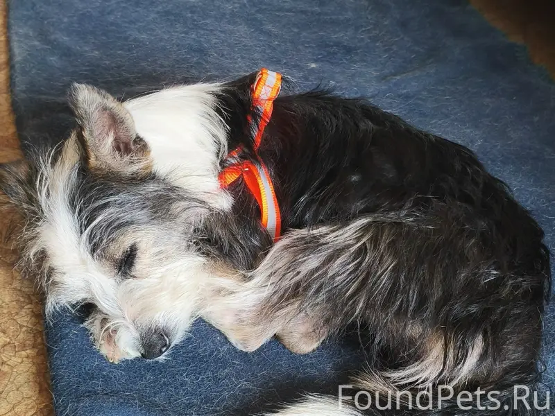 Найден щенок, район ул. Кронштадтская-Горпищенко