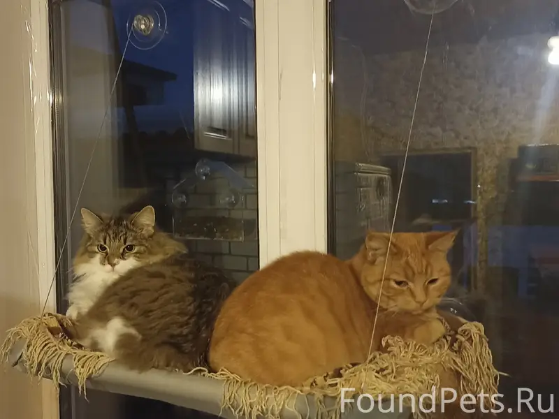 Пропала рыжая кошка Сима