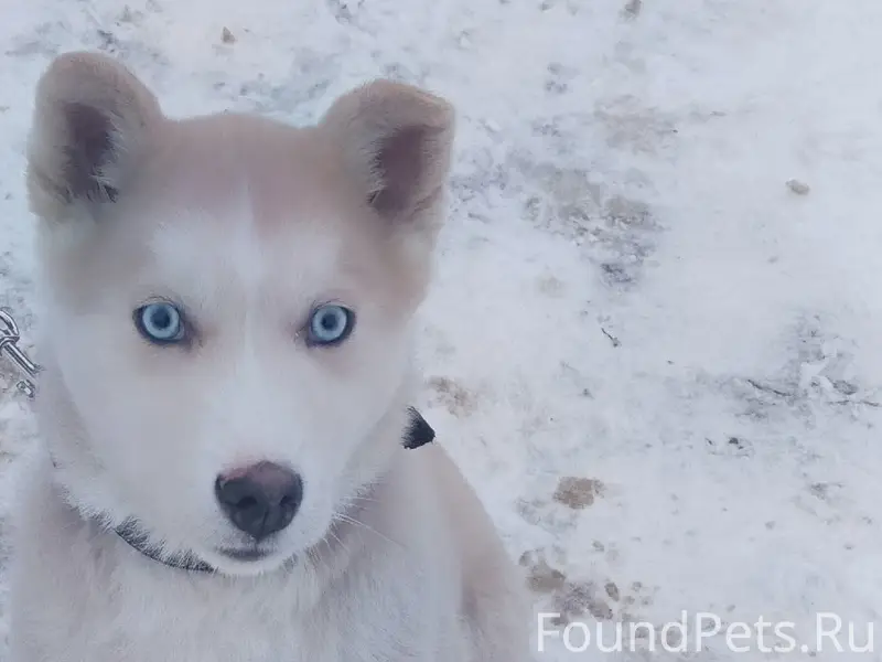Пропал хаски Арчи, Выездное