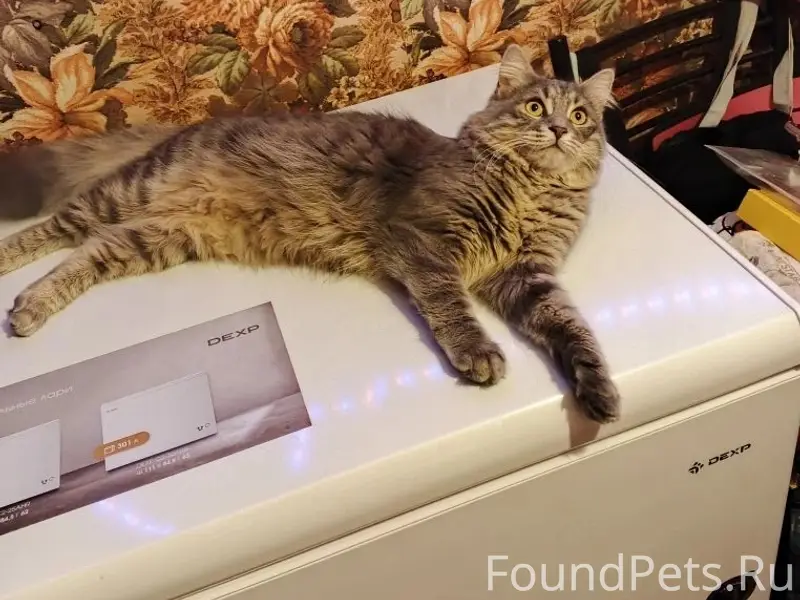 Пропала кошка Юна, Евпатория, ул. 13 ноября