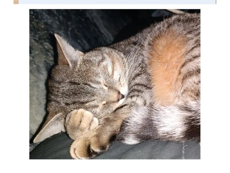 Пропал кот, Ленинский район, Воронеж