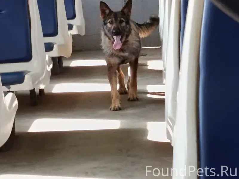 Найден метис овчарки, Москва
