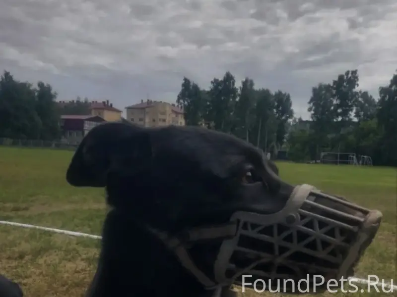 Пропал пёс Макс, Барнаул