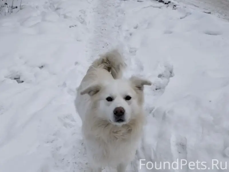 Пропал пёс Седой, Карабаш