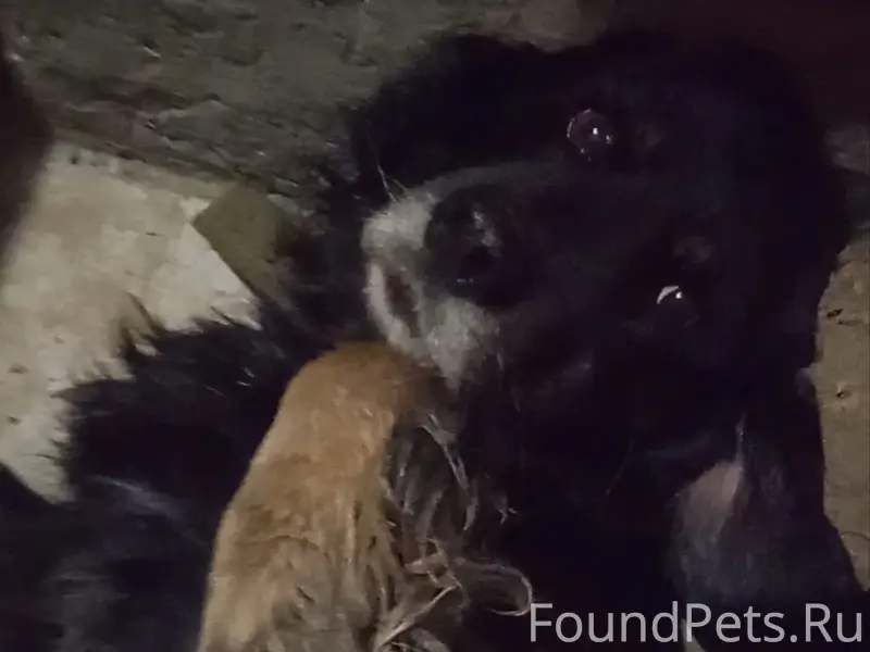 Пропал пёс, чёрный окрас, район Сахарная Головка