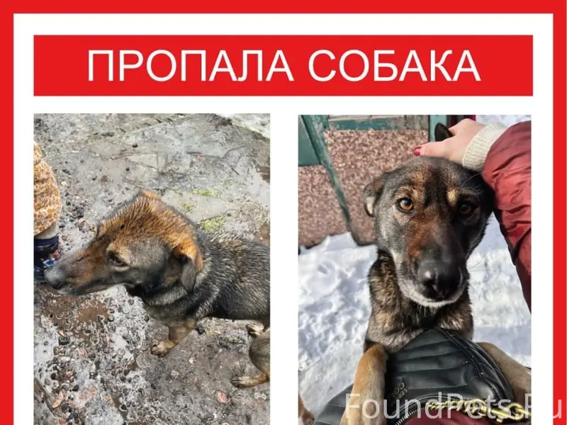 Пропала собака, Люберцы