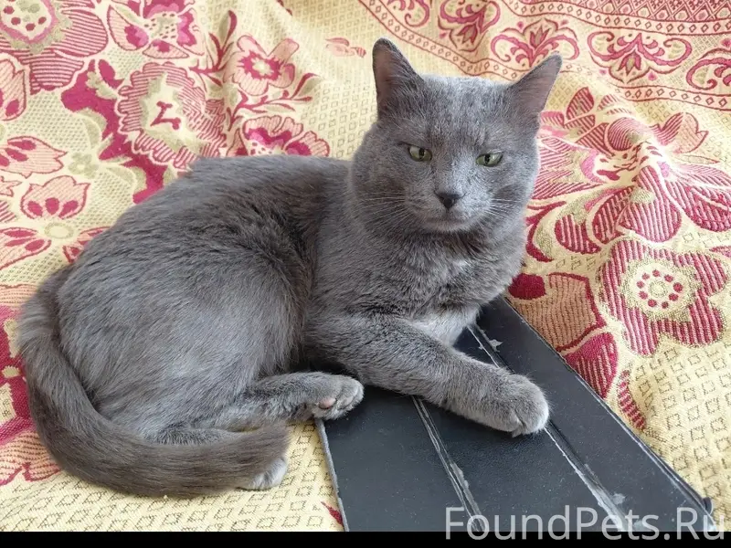 Пропал кот, район Казанки