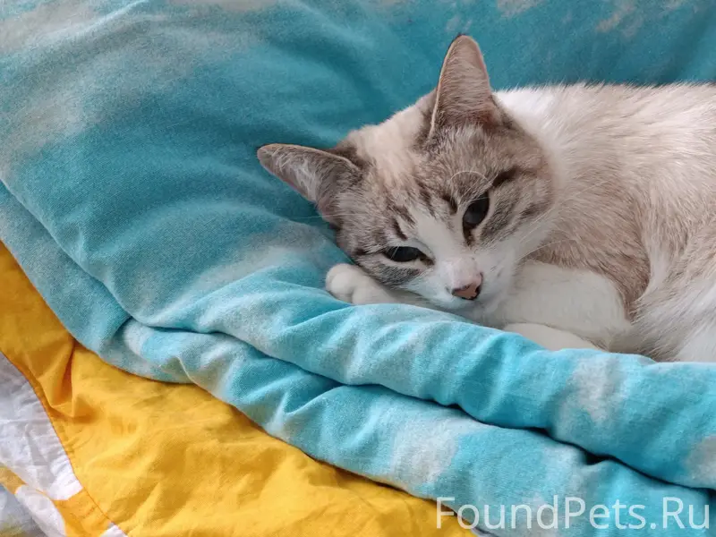 Пропала кошка пепельно-белого цвета