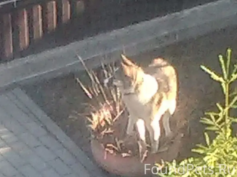 Пропала собака, ул. Герцена