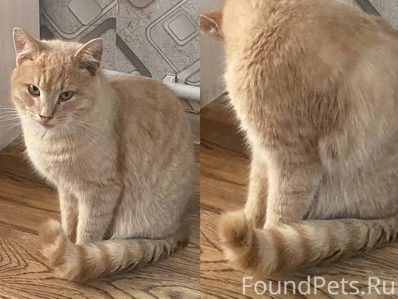 Пропал рыжий кот, район нового парка