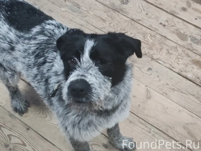 Пропала собака Герда, Богдановское