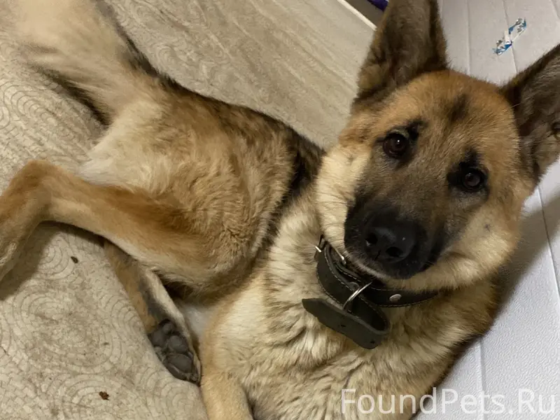 Пропал Рекс, район днт Озерное