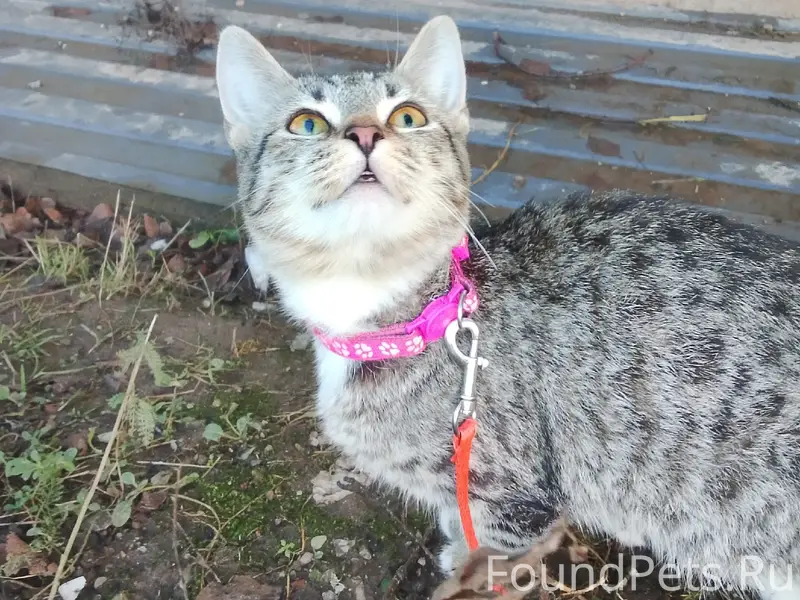 Пропала кошка Кроша