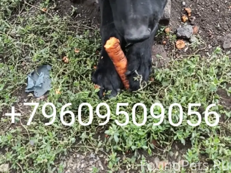 Пропал крупный пёс чёрного цвета, район 'Октября'