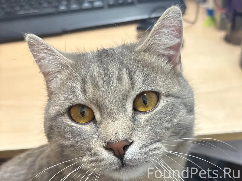 Пропал кот, район маг. Горизонт