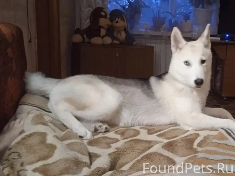 Пропала хаски Белла