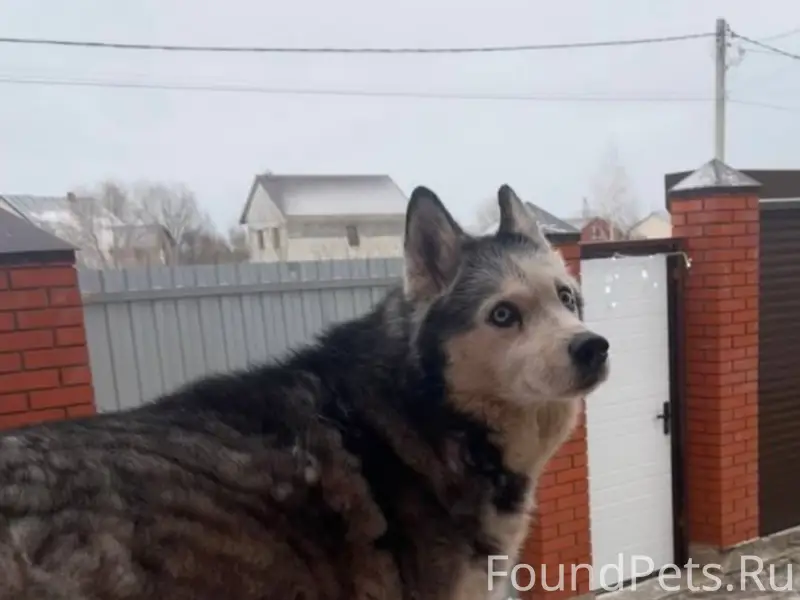 Пропала хаски Аза, Уваровка