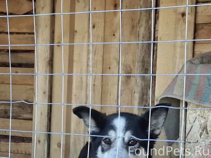 Пропала собака, деревня Фофанцево