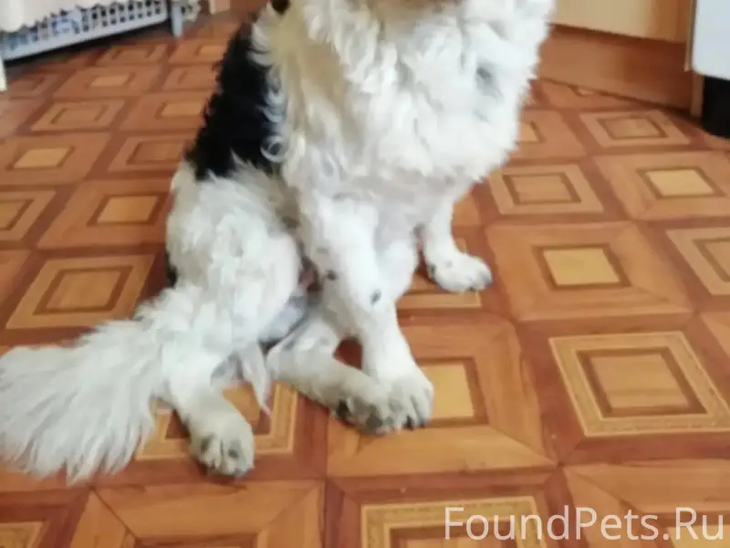 Пропал мальчик Ден, чёрный с белым, Приморский район