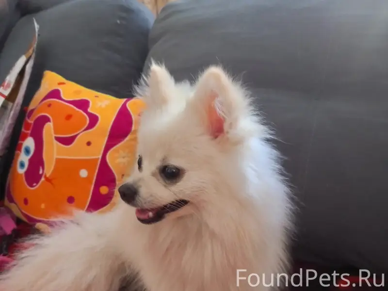 Пропала собака шпиц, ул. Перова