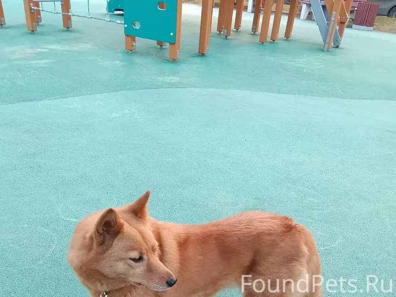 Пропала Карело-финская лайка Альма