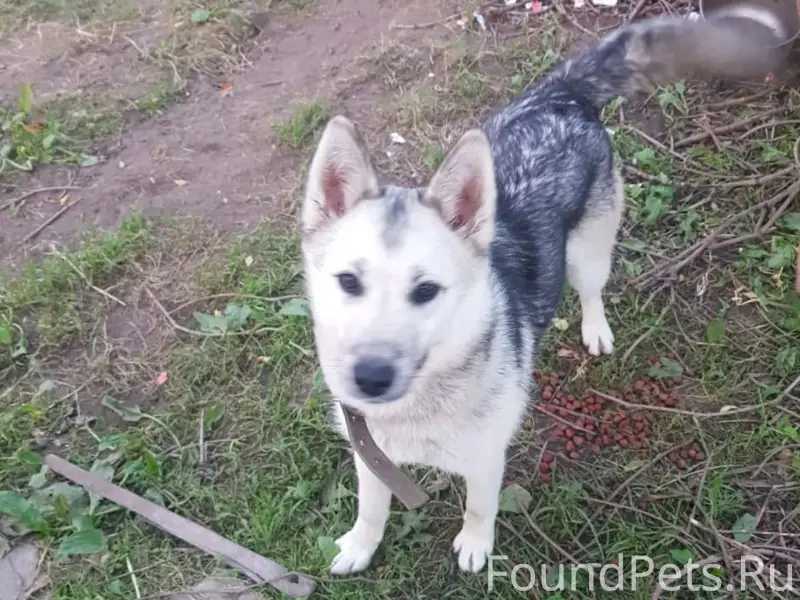 Пропала помесь хаски и овчарки Дина, Дедовск-Талицы