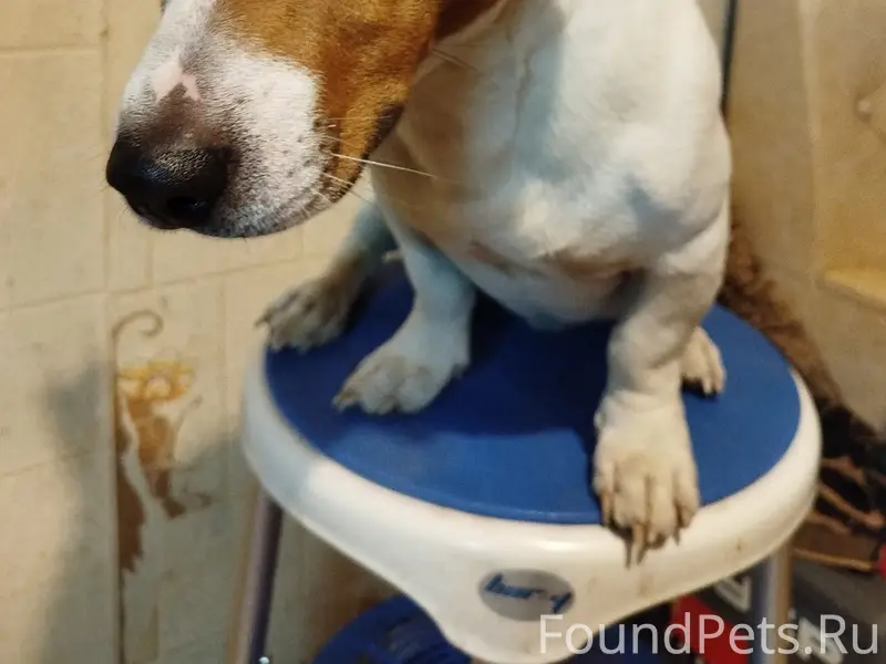 Найден Джек Рассел, Станционный, ул. Емельянова